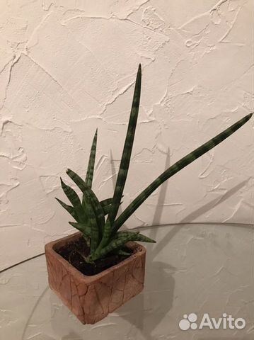 Сансевиерия