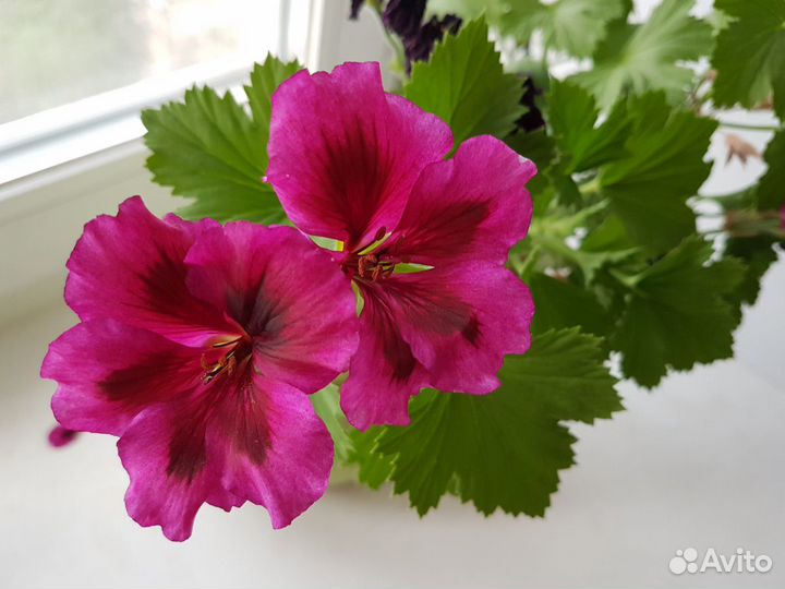 Пеларгония герань