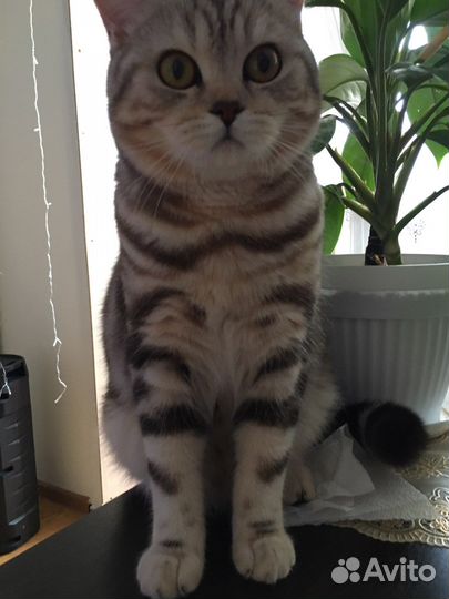 Кот шотландец на вязку