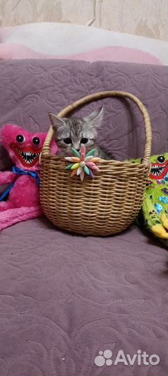 Кошки в добрые руки бесплатно