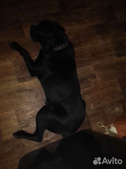 Собака вязка