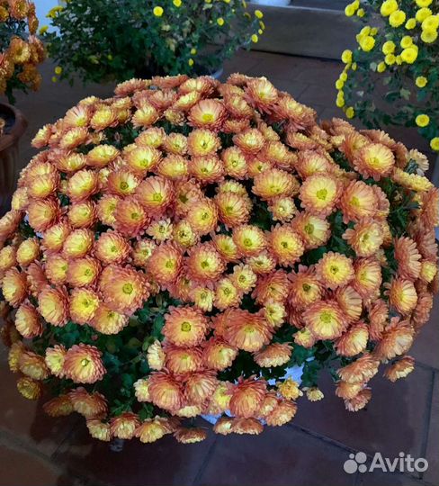 Хризантемы мультифлора