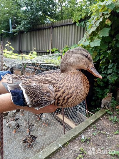 Утка кряква