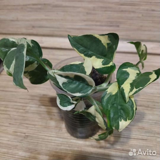 Эпипремнум