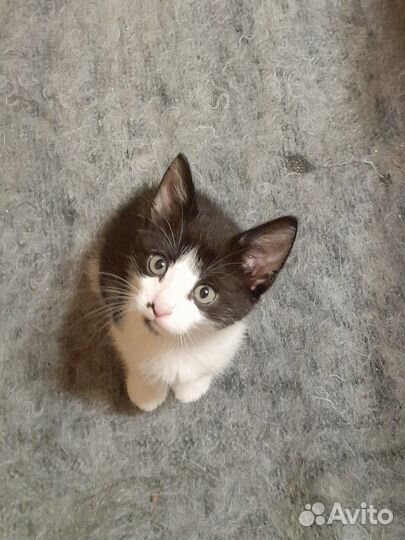 Черно-белые мягкошёрстые котята в добрые руки