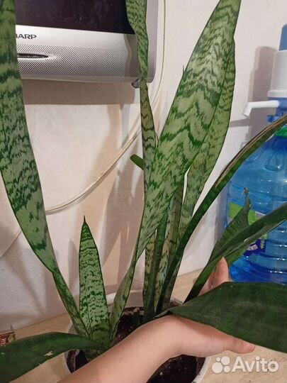 Комнатные растения