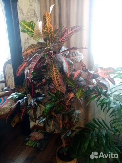 Комнатные цветы