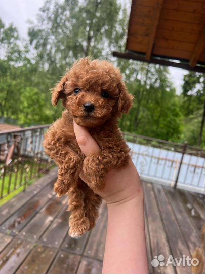 Мальтипу щенки мини и стандарт