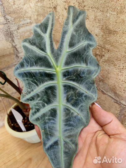 Алоказии взрослые с фото