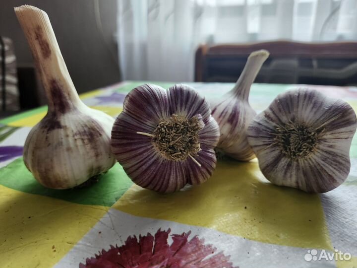 Крупный чеснок