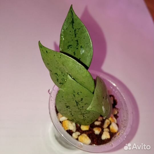 Хойи сортовые. Обновлено 29.09