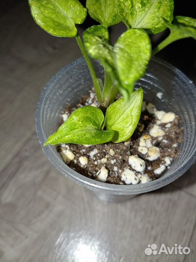 Сингониум Snow Queen