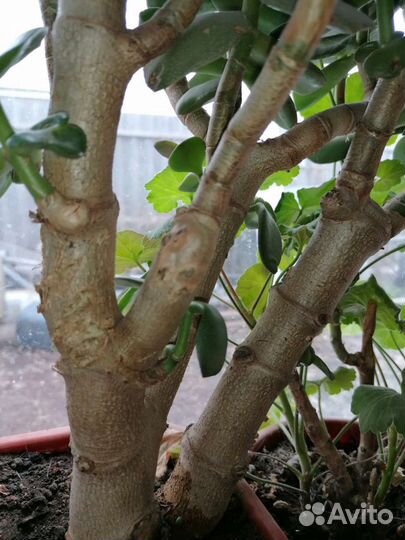 Денежное дерево