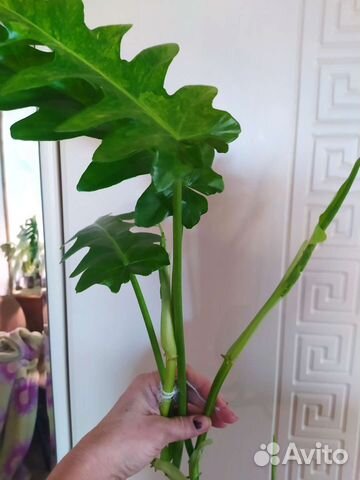 Саншайн, параизо верде