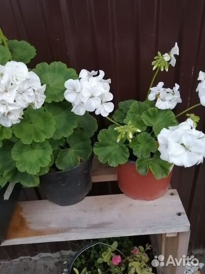 Комнатные цветы