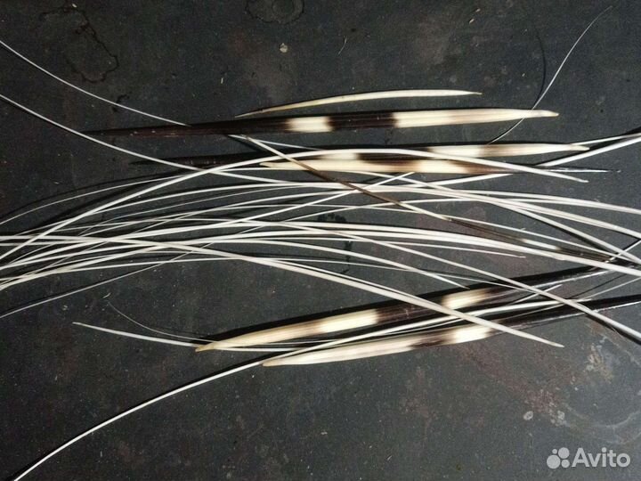 Игла дикобраза