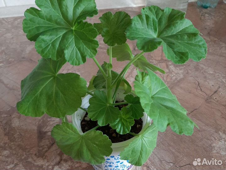 Пеларгония герань красная