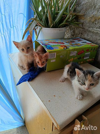 Котята в добрые руки