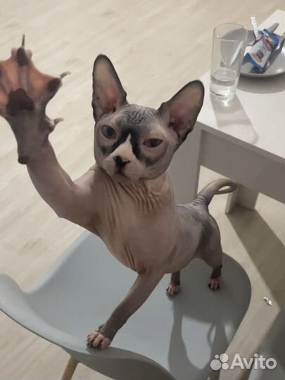 Канадский сфинкс вязка