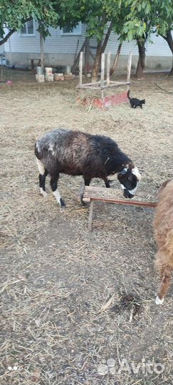 Овцы бараны