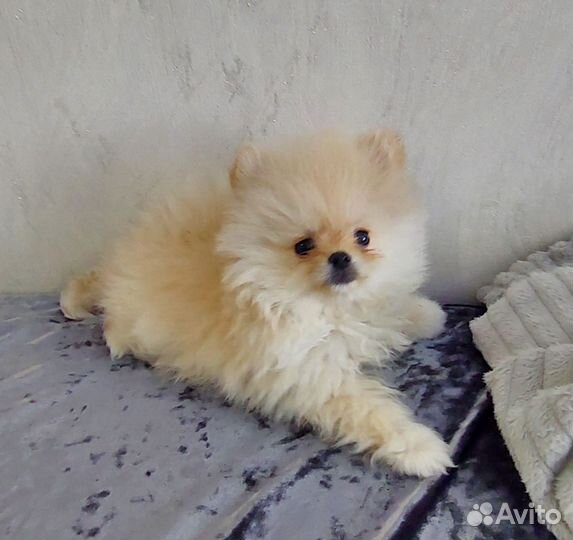 Щенки шпица