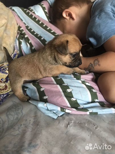 Той-терьер щенки