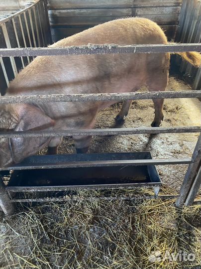 Супоросная свиноматка