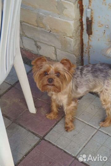 Йоркширский терьер вязка мальчик