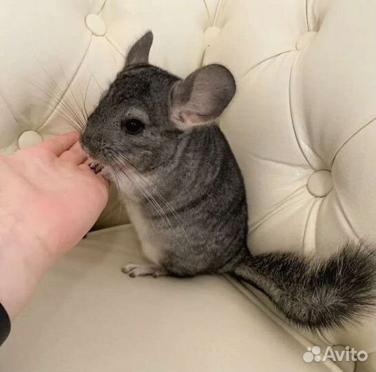 Передержка грызунов,шиншил попугаев