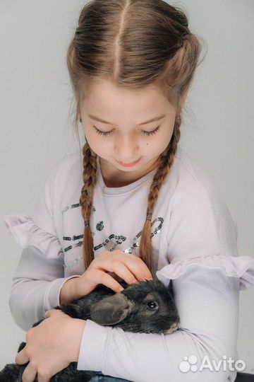Шиншилла