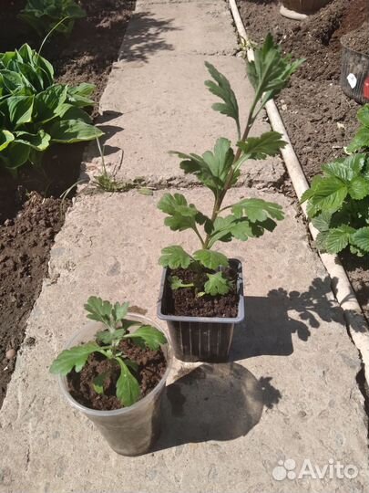 Хризантема-мультифлора