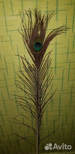 Перья павлина