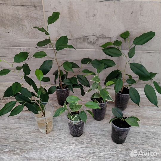 Фикусы разные