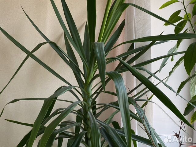 Пальма юкка