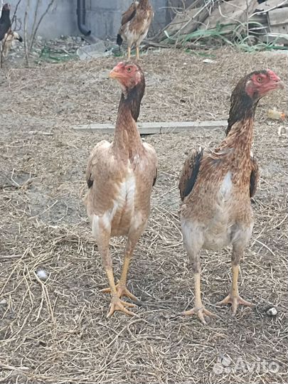 О Шамо 3 мес