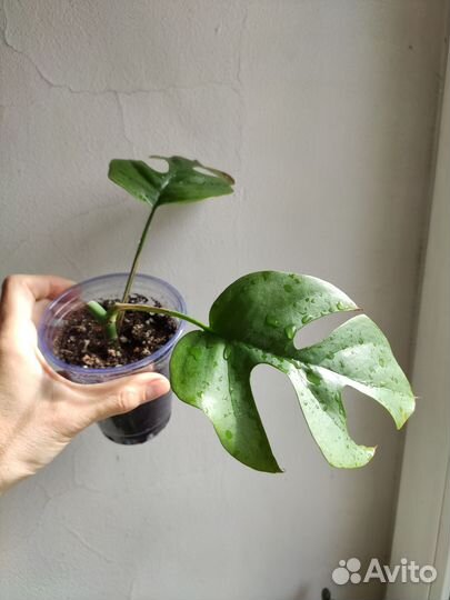 Монстера, Рафидофора, Хойя, бегония