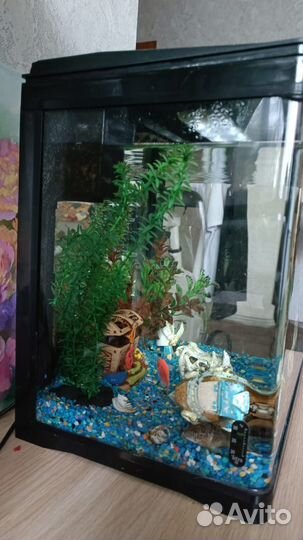 Аквариум с рыбками