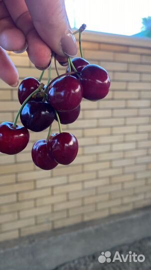 Черешня оптом и можно договорится в цене