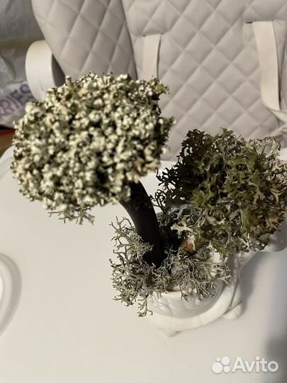 Дерево из цетрарии