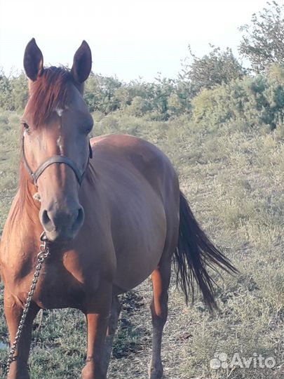 Кобыла с жеребенком