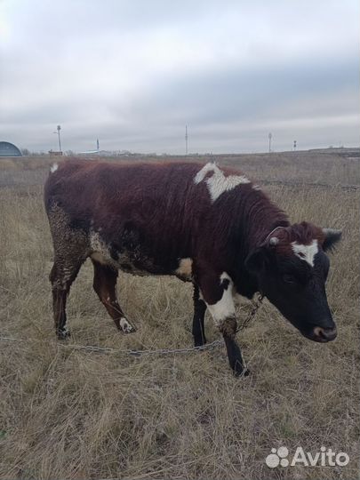 Телка 1.5 года