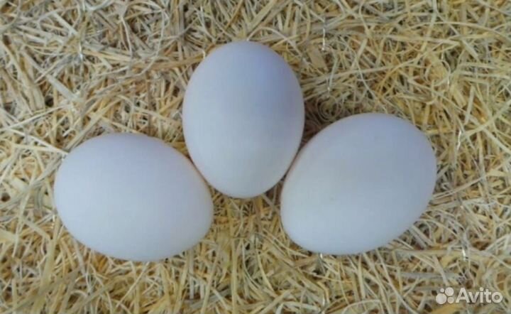 Цыплята суточные