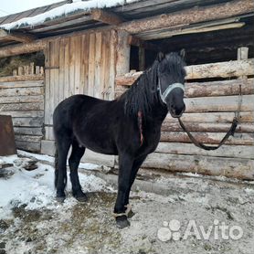 Бизоны и лошади припозднились с вымиранием