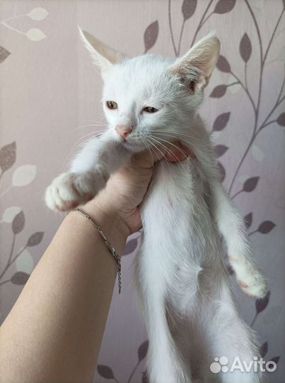 Котенок в добрые руки