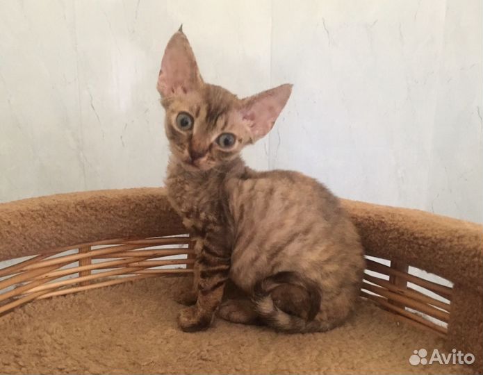 Девон рекс Полосатое Чудо кошечка