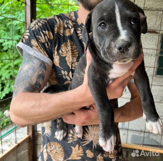 Щенки питбультерьера