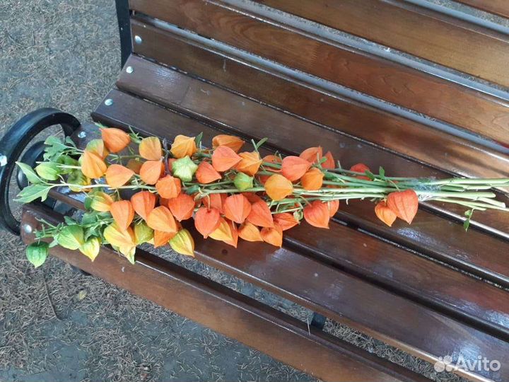 Физалис сухоцвет для букета.Натуральный Сухоцвет