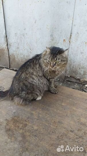 Кошка стерилизована