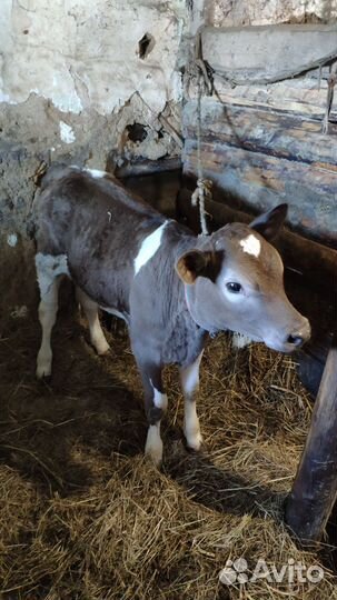 Коровы дойные молочные