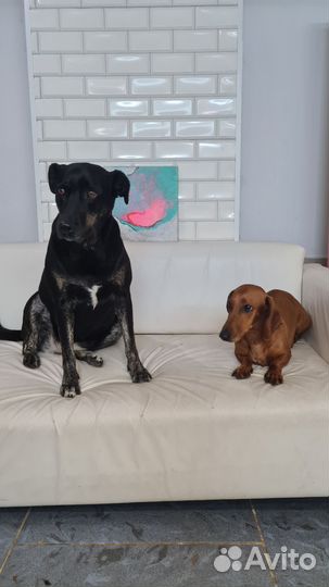 Требуются модели на стрижку собак